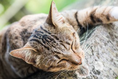 Tayland 'da uyuyan kedi..