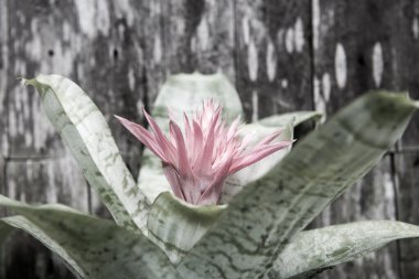 Eski ahşap arka planlı pembe çiçek, Tayland.