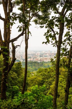Ağaç önplanlı Chiangmai şehri manzarası, Tayland.
