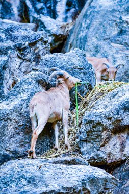 Dağda, Tayland 'da barbar koyunlar.