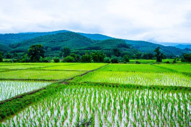 Rice field in Phayao province, Thailand.