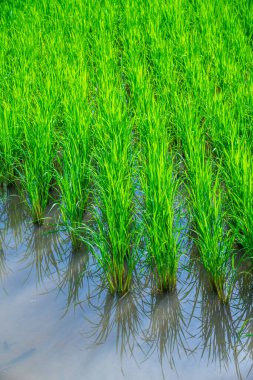 Tarlada Paddy, Tayland.