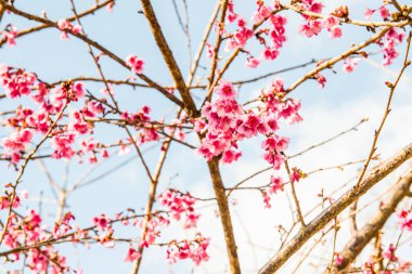 Close Up of Cherry Blossum at Chiangmai Province, Thailand