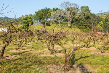 Peach trees in agricultural garden, Thailand