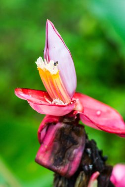 Musa Velutina Wendl ve Drude 'ın muz tomurcuğu, Tayland