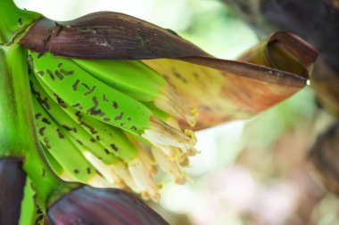 Doğada Pisang Ampiang muzu, Tayland.