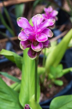 Doğal geçmişi olan Curcuma Alismatifolia çiçeği, Tayland.