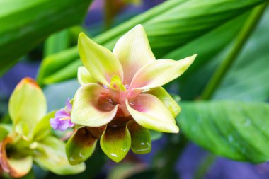 Doğal geçmişi olan Curcuma Alismatifolia çiçeği, Tayland.
