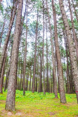 Tayland 'daki Boa Keaw Silvikültürel Araştırma İstasyonu' ndaki Çam Tarlalarının manzarası.