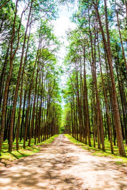 Tayland 'daki Boa Keaw Silvikültürel Araştırma İstasyonu' ndaki Çam Tarlalarının manzarası.