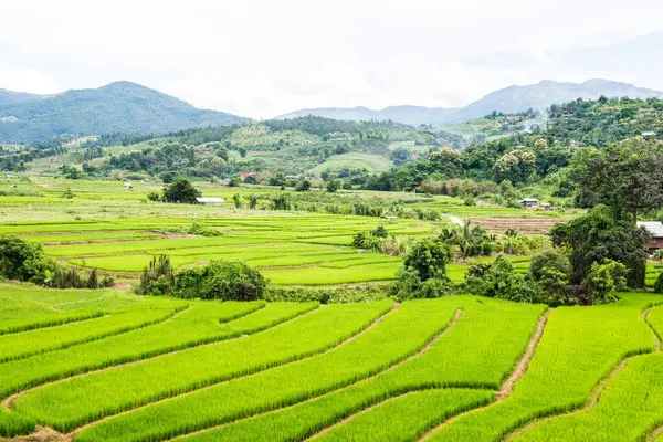 Tayland 'da pirinç tarlaları.