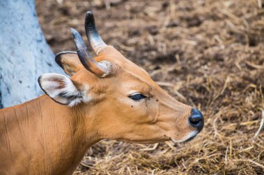 Banteng, Tayland 'ın Baş Fotoğrafı
