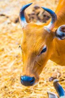 Banteng, Tayland 'ın Baş Fotoğrafı