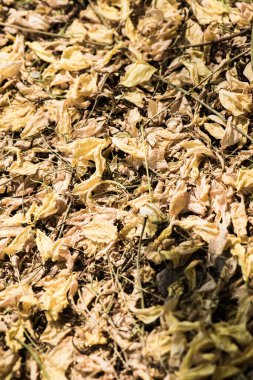 Tayland 'da Altın Sağanak Çiçekleri