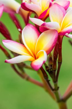 Frangipani çiçeklerini kapat, Tayland