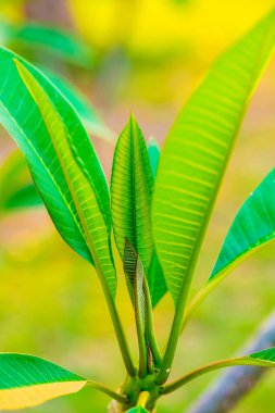 Parkta Frangipani yaprağı, Tayland