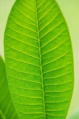 Parkta Frangipani yaprağı, Tayland