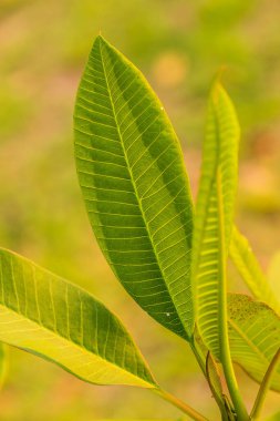Parkta Frangipani yaprağı, Tayland