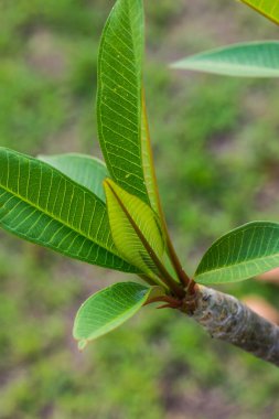 Parkta Frangipani yaprağı, Tayland