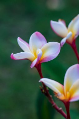 Frangipani çiçeklerini kapat, Tayland