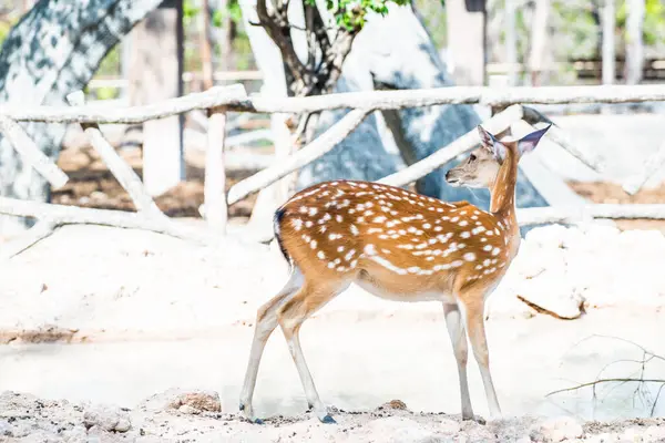 stock image Portrait of Spotted Deer, Thailand