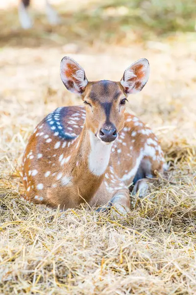 stock image Portrait of Spotted Deer, Thailand