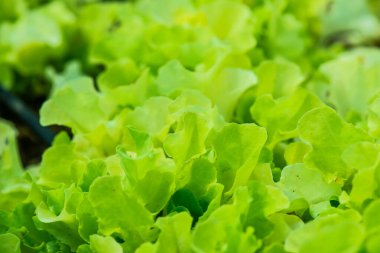 Tayland 'da sebze bahçesi.