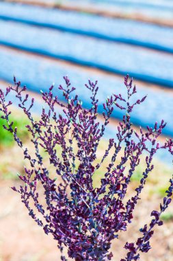 Flower of Red Coral Lettuce, Thailand clipart