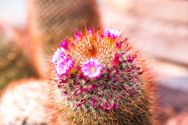 Flower of Melocactus sp. in Thailand clipart