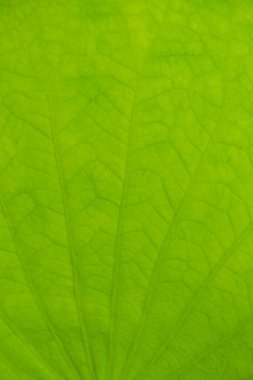 Nilüfer Yaprağı, Tayland