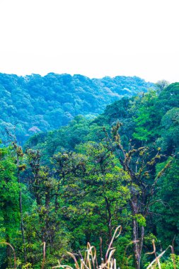 Doi Inthanon Ulusal Parkı, Tayland Ormanı