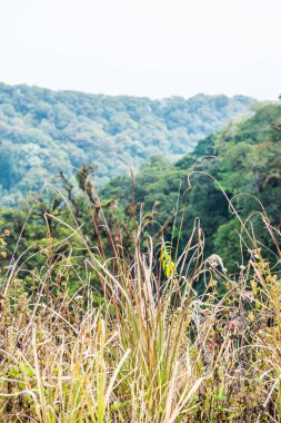 Doi Inthanon Ulusal Parkı 'ndaki küçük fabrika, Tayland