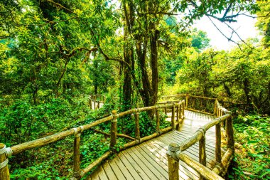 Doi Inthanon Ulusal Parkı 'nda Doi Trail, Tayland
