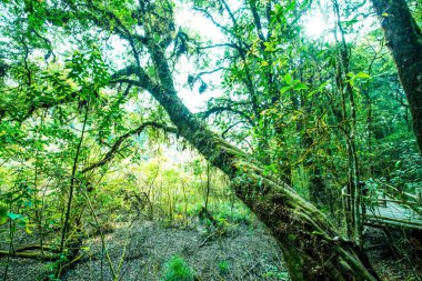 Doi Inthanon Ulusal Parkı, Tayland 'da orman bolluğu