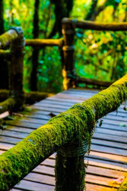 Doi Inthanon Ulusal Parkı 'nda Doi Trail, Tayland