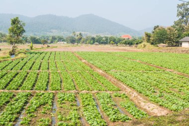 Tayland doğasında sebze bahçesi, Tayland
