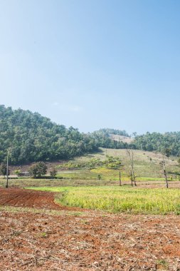 Tayland ülke tarımının manzarası, Tayland