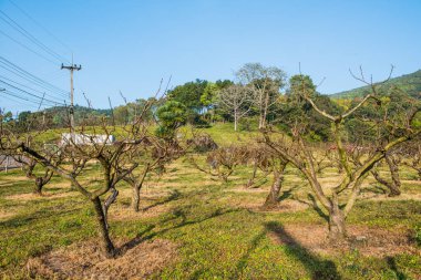 Peach trees in agricultural garden, Thailand