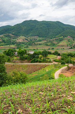 Chiang Mai, Tayland 'da Mae Chaem bölgesinin dağ manzaralı tarım alanı.