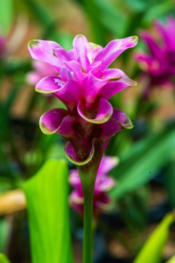 Doğal geçmişi olan Curcuma Alismatifolia çiçeği, Tayland.