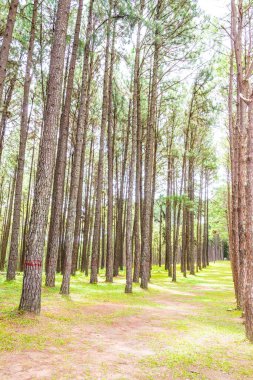 Tayland 'daki Boa Keaw Silvikültürel Araştırma İstasyonu' ndaki Çam Tarlalarının manzarası.
