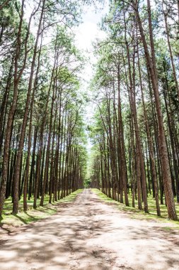 Tayland 'daki Boa Keaw Silvikültürel Araştırma İstasyonu' ndaki Çam Tarlalarının manzarası.