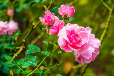 Milrose veya Pembe Gül Bahçede, Tayland.
