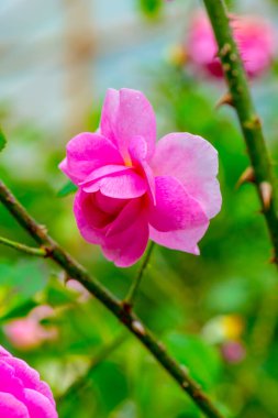 Gertrude Jekyll Rose veya Pembe Gül Bahçede, Tayland.