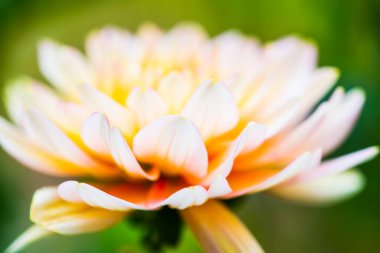 Close Up of Pink Dhalia Flower, Thailand. clipart