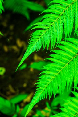 Doğal yeşil arka planı olan eğreltiotu yaprağı, Tayland.