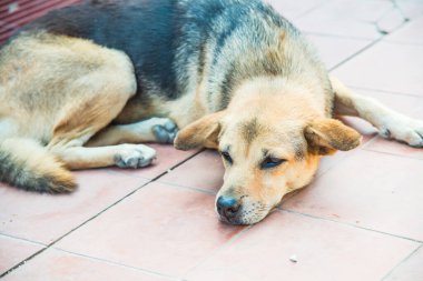 Tayland sosisi seramik zeminde, Tayland.