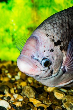 Dev gourami balığı, Tayland