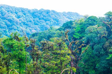Doi Inthanon Ulusal Parkı, Tayland Ormanı