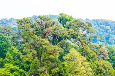 Doi Inthanon Ulusal Parkı, Tayland Ormanı